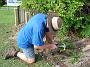 Taree-fence-b 023